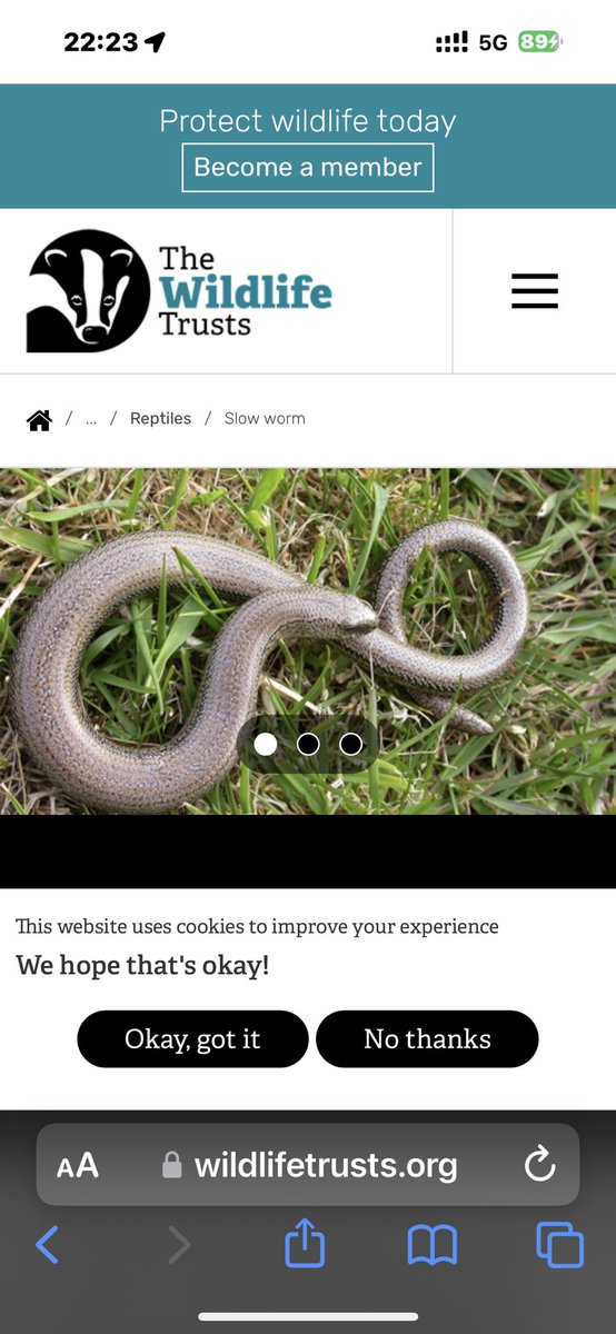 CFCcabby's tweet photo. @NIAbbot it’s a slow worm not a snake for crying out loud !!! 🤦🏻‍♂️ https://t.co/WFDZx3IECN