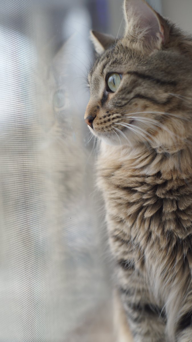 MouseyCloud's tweet photo. Got a new camera and little poof poof was feeling very photogenic!! https://t.co/yaV9onvlfA