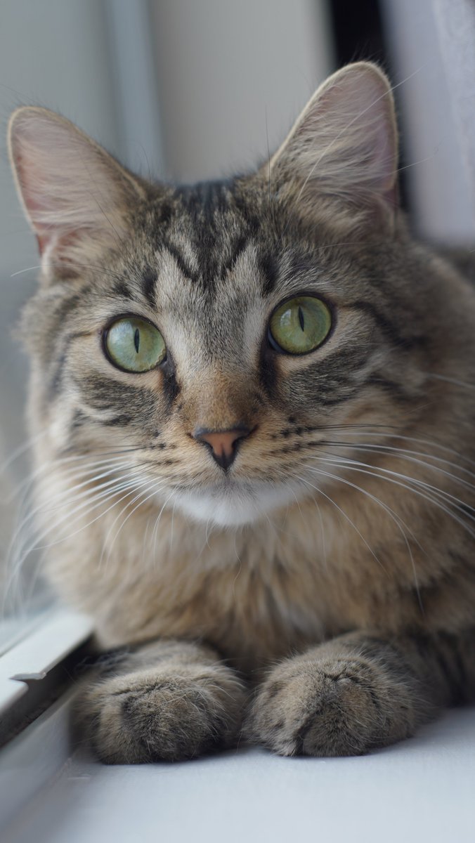 MouseyCloud's tweet photo. Got a new camera and little poof poof was feeling very photogenic!! https://t.co/yaV9onvlfA