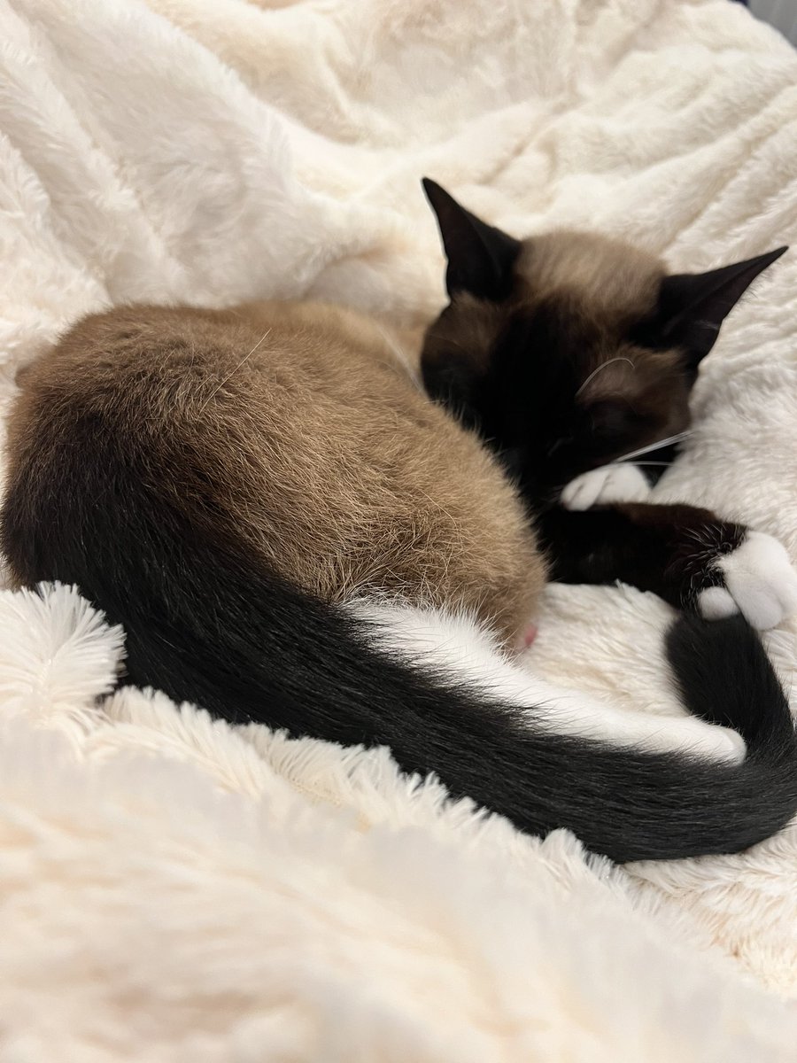 bizarrebengal's tweet photo. 2023 goal. #luxuriate like this.
#cozy #CatsofTwittter https://t.co/zh1sKusbT6