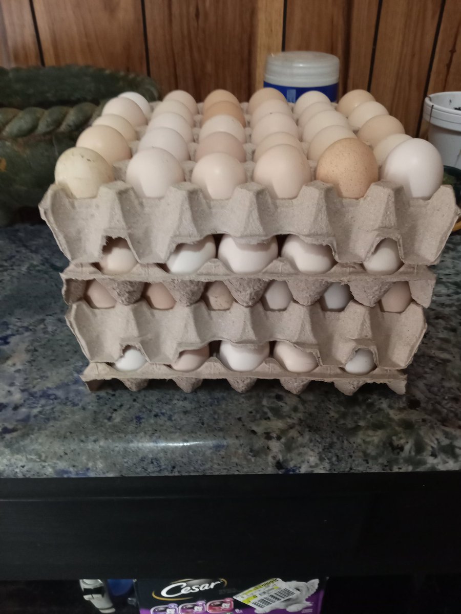 skibolightning's tweet photo. Big thanks to our friends for getting us some eggs from their farm. These were quite literally fresh from the chicken.
#MSfarms https://t.co/rbCrWhlJEa