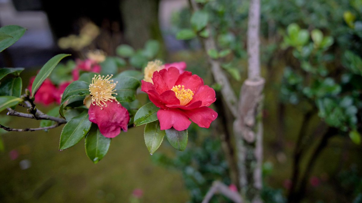 おはようございます⛅️浅草寺の寒椿そっと咲く、それでは今日も良い日でネ♪ #写真で伝えたい私の世界 #スナップ写真 #photography #sonyα7riii