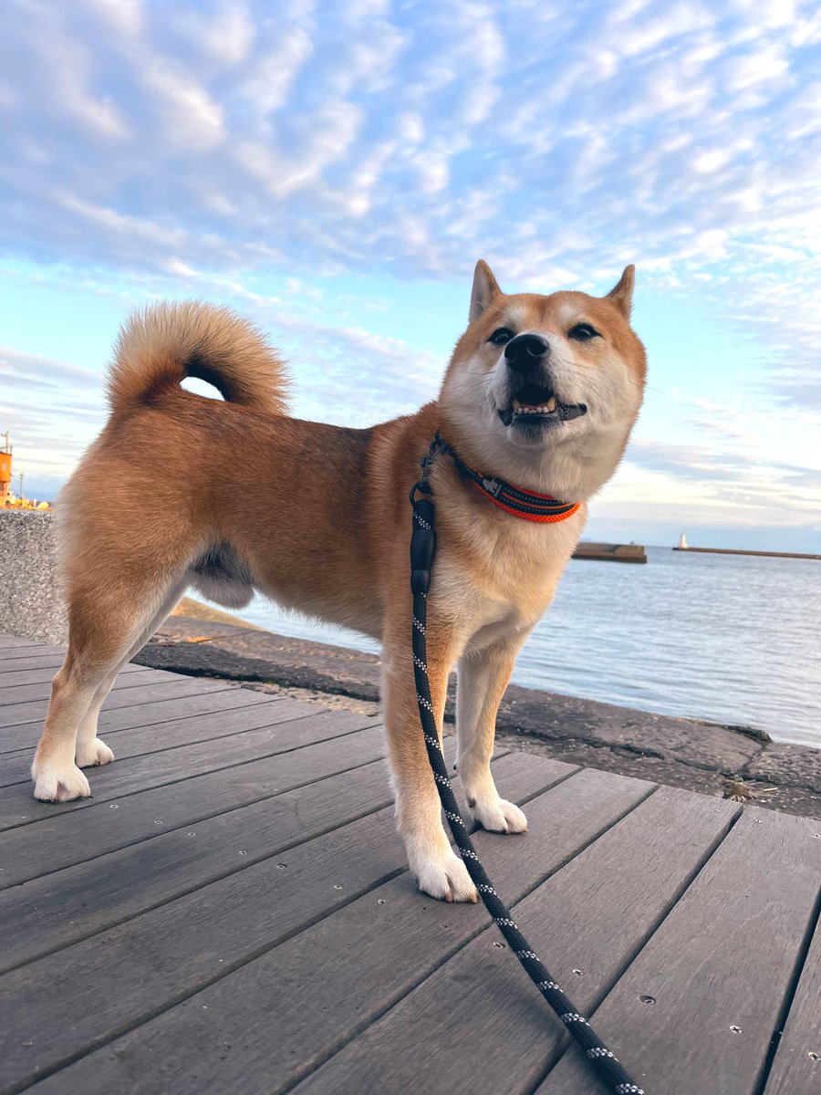 #イマソラ #空 #写真
#柴犬 #犬 #愛犬 #dogs 

週末を楽しもう♪ https://t.co/hMzbZRjqNq