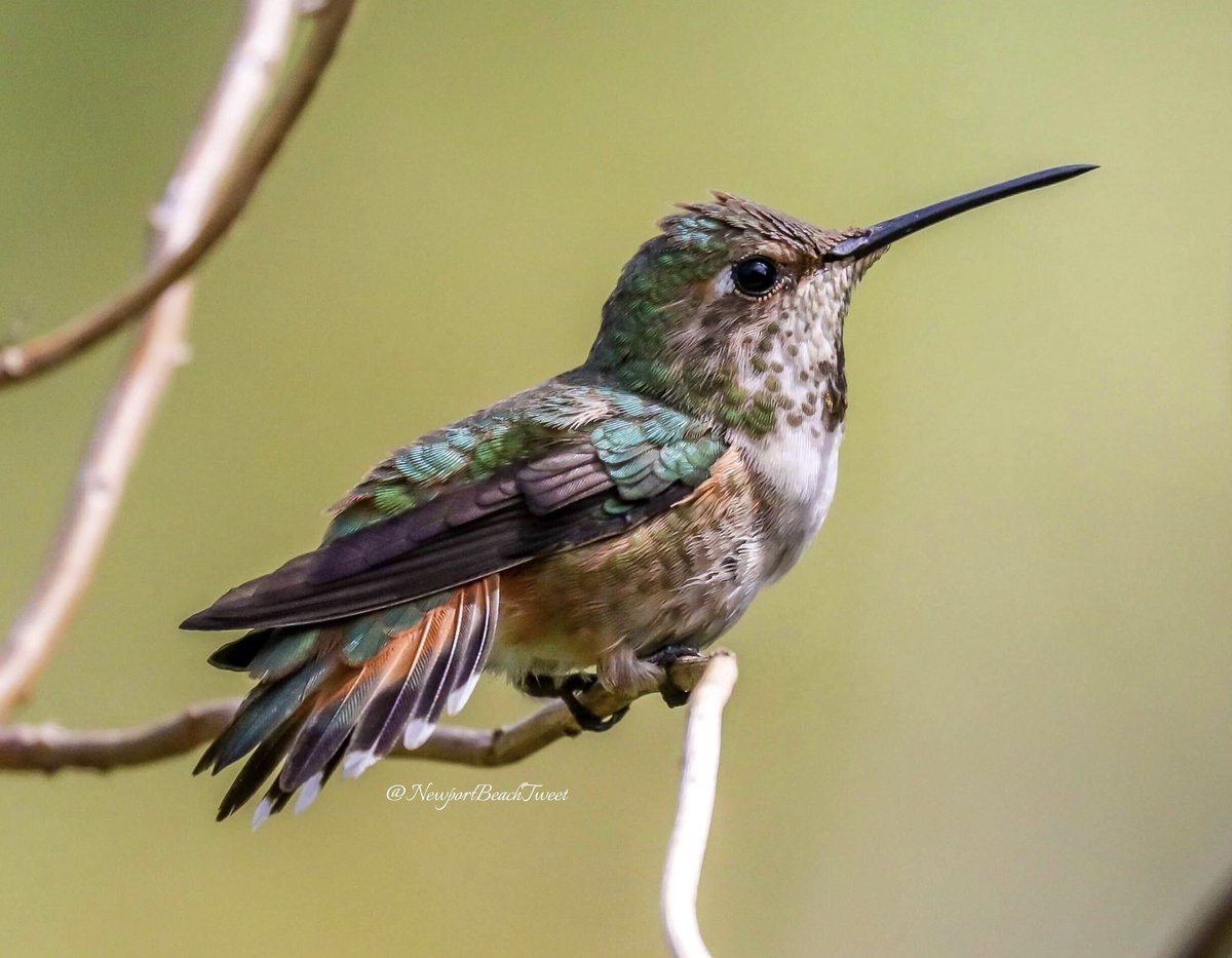 ruben_corella's tweet photo. #FelizDomingo #sundaybirds #birds #pajaro #bird #birdslover #animallover #wild #wildlife #wildlifephotography #photography #photo #colibri #hummingbird #fauna #aves #flya #FlyingFast #SundayMotivation #biodiversity https://t.co/032b2nhtBm