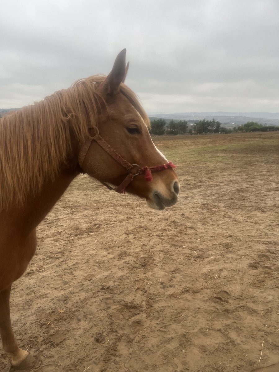 troya (@mehmeta42123390) on Twitter photo 