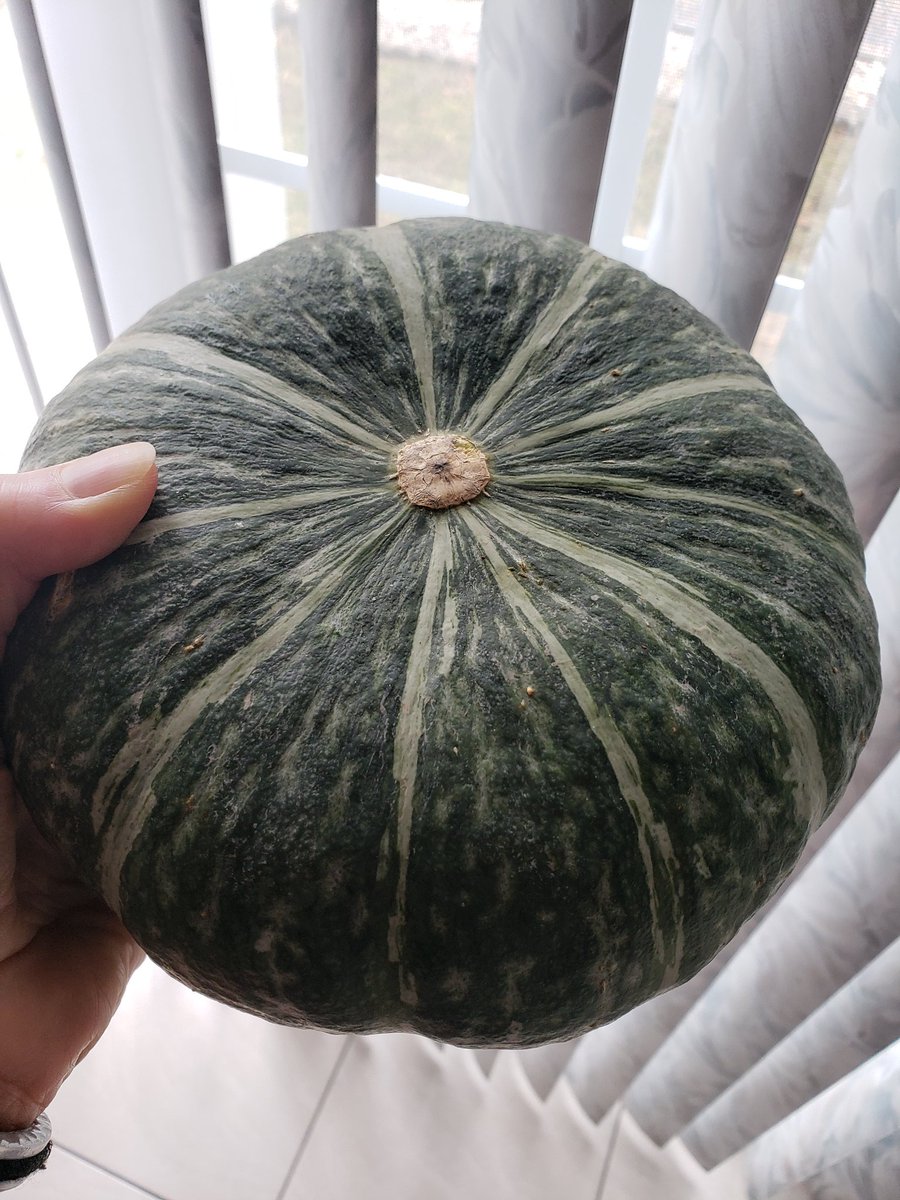 SQUASH 
Here's how you can add squash to your meals: 
✔ mashed
✔ baked
✔ roasted 
✔ steamed 
✔ sautéed

#squash #RHN #holisticnutritionist  #floweringvegetable #wholesomediet #balancedmeal #healthandwellness #healthyfood #wholefoodsdiet #goodcarboydrates #highinfiber