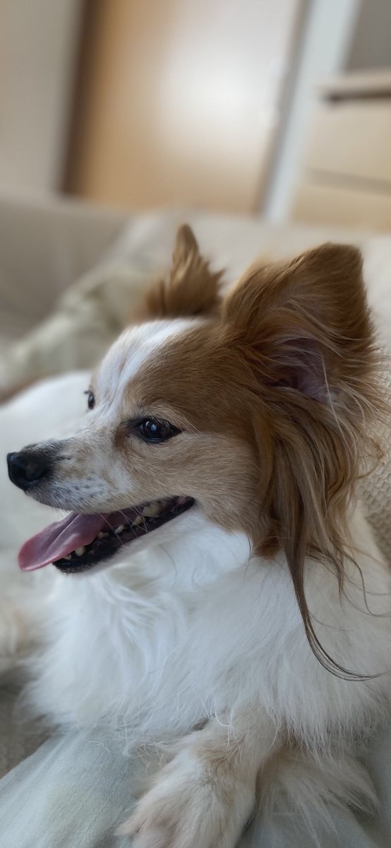 賢者は長い耳と短い舌を持つ
（賢い人は人の言う事を良く聞き、余計な事は言わない）

…僕は犬者だから長い舌も持ってるよ
#パピヨン　#外では吠えないけど家の中では吠えます