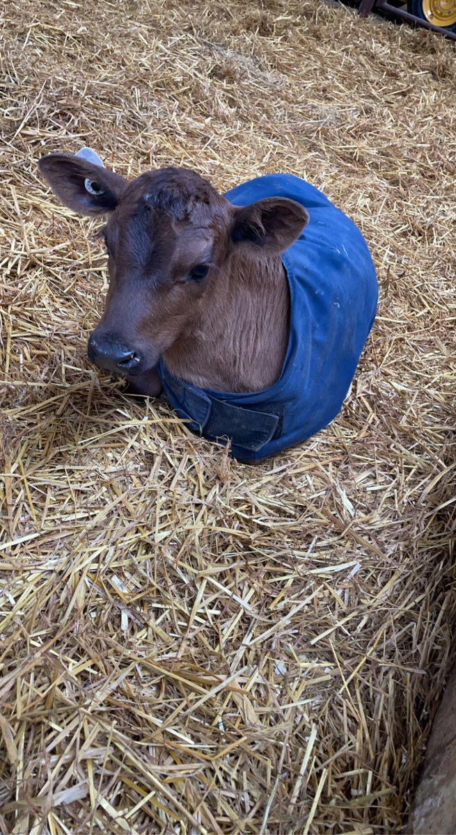 sharonvanv's tweet photo. Day 6 of Dairy Trip: We started our day by leaving Fredricton, NB early this morning and travelled to Ashworth Farms in Madawaska, NB! This farm showed us efficient management practices &amp; great farming practices. Now we are headed for a long drive to Quebec City! #aggiesgoeast https://t.co/VzrPTDxVce