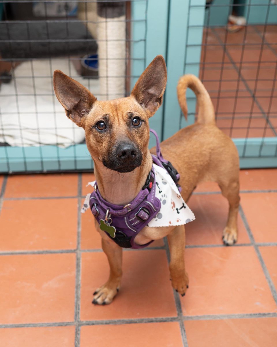 langefoundation's tweet photo. Tex is a smart and strong little guy who loves going on walks. He is very active and would love a home with someone who likes hiking and walking and being outside. He is a year old and a very loyal companion https://t.co/9i80NkhKGY