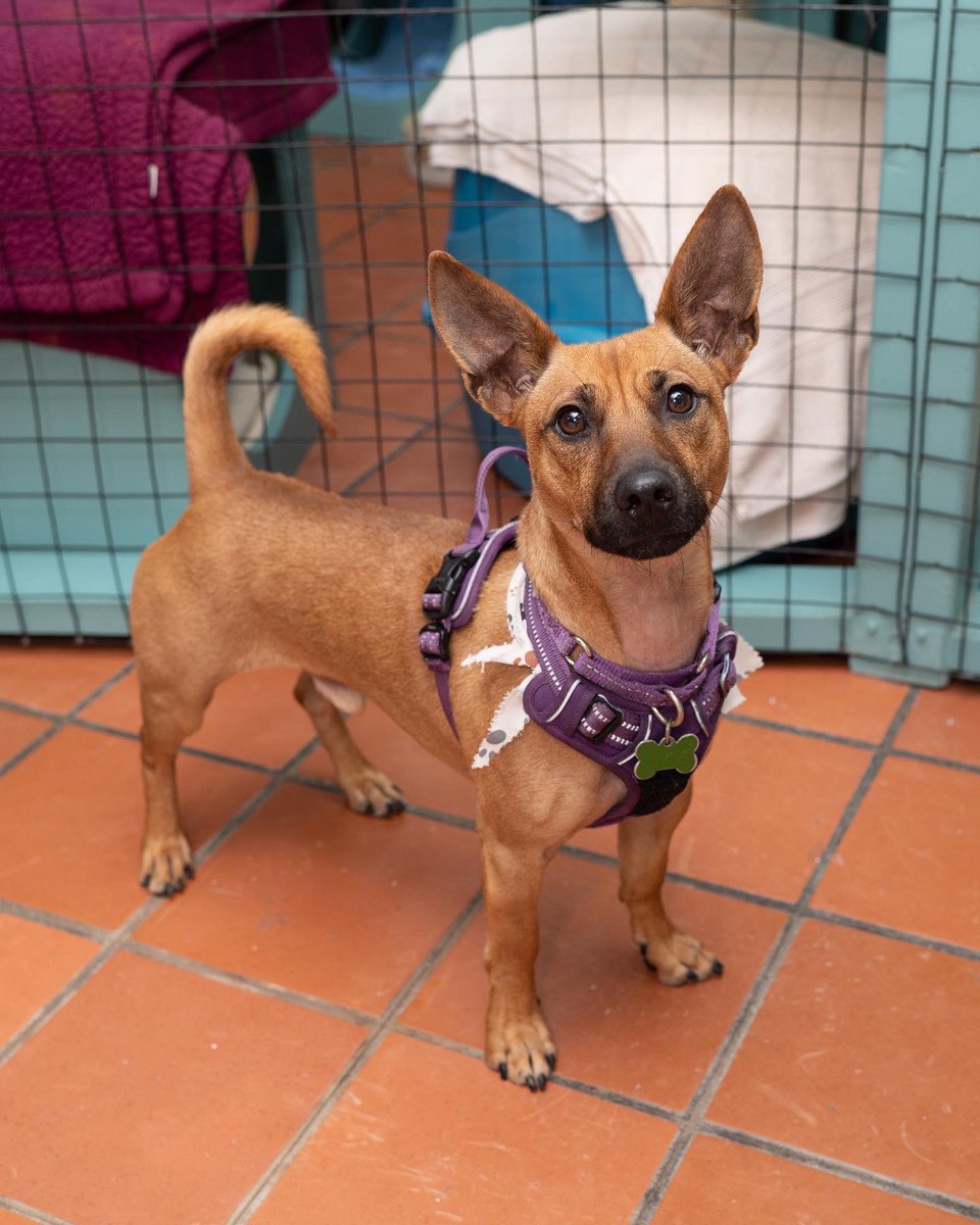langefoundation's tweet photo. Tex is a smart and strong little guy who loves going on walks. He is very active and would love a home with someone who likes hiking and walking and being outside. He is a year old and a very loyal companion https://t.co/9i80NkhKGY