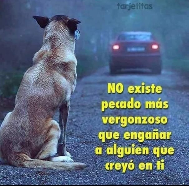 Perrosenlacalle's tweet photo. Tristemente hay mucho engaño así.... https://t.co/RQpdSCZGcp