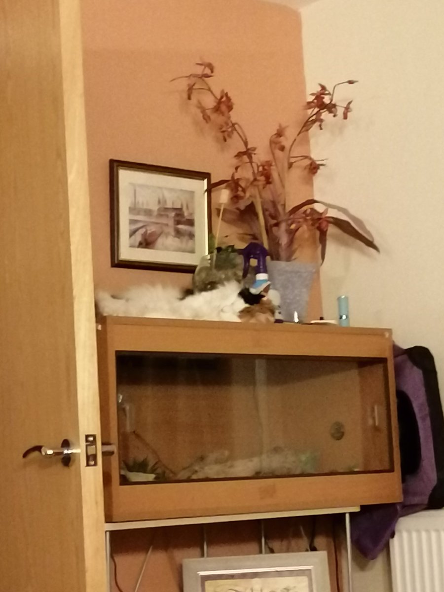 Tazzy_devil777's tweet photo. Cute #cat alert
#evilchild sleeping on top of Floki's #gecko enclosure
#CatsofTwittter https://t.co/Y1oNGFDqHn