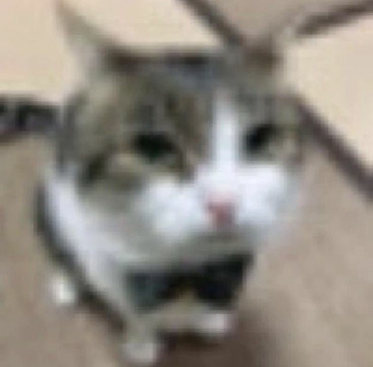 dart 🍉 tweet media