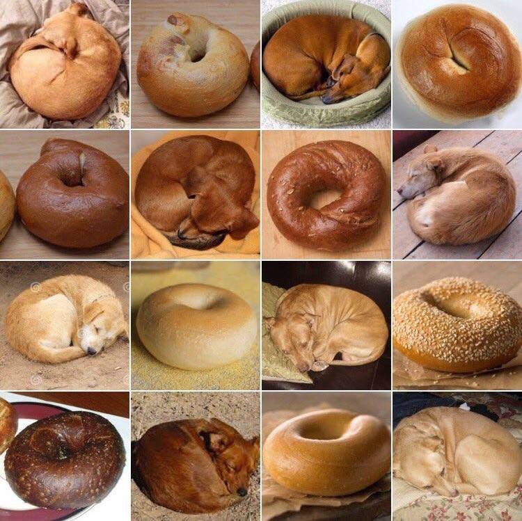 ReadersToEaters's tweet image. Haha, Bagel or dog? Sun, 1/15, is #NationalBagelDay! History&amp;amp; fun facts: bit.ly/3ZFQgya January is also #NationalBakingMonth. See #bagel recipe from @kingarthurflour bit.ly/3XxpsOI Share #BreadLab on science of #baking #WholeGrain #Bread bit.ly/2vSYCW7
