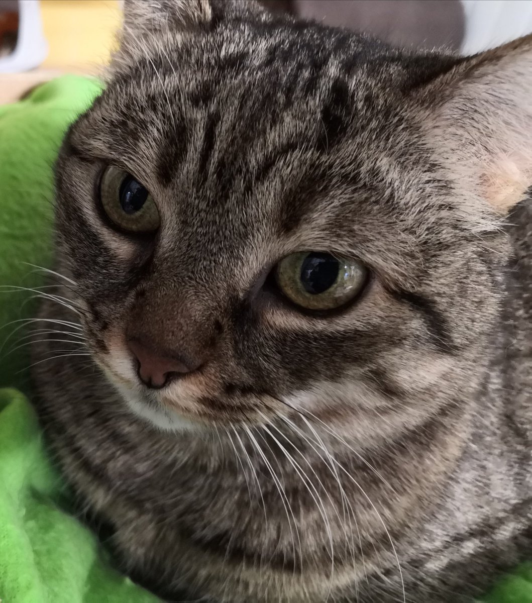 betadine petsmart
