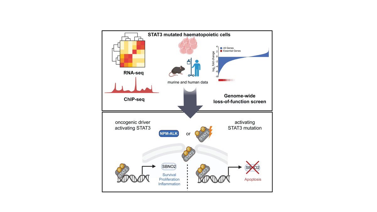 PharmaVetmeduni's tweet photo. Just out in @BloodJournal:  Super excited to share our findings that identify Strawberry Notch Homolog 2 (SBNO2) as a critical mediator for STAT3-driven hematopoietic malignancies by modeling STAT3 mutations and functional genetic screens. 1/ 
Full paper: https://t.co/q9yHvEnz4T https://t.co/3Fwvytsdol
