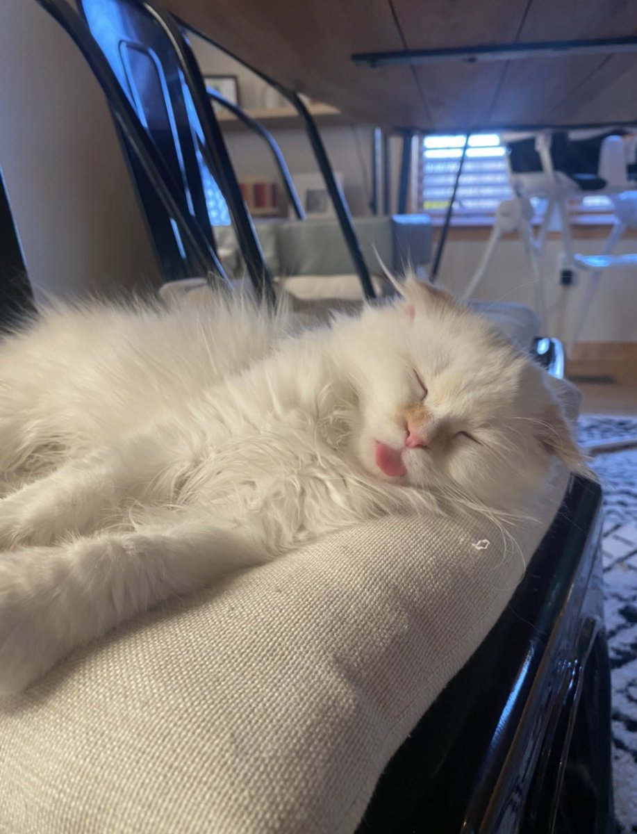 kelscroston's tweet photo. @TweetsOfCats she sleeps with her tongue out https://t.co/YKRB2ZAxBy