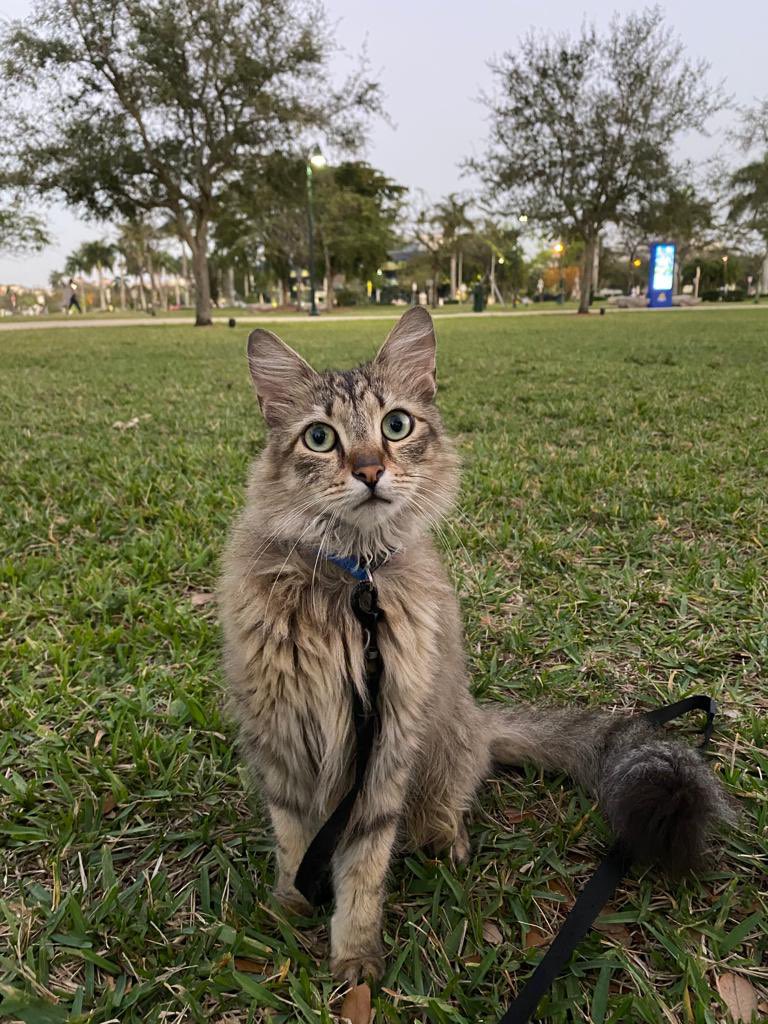 GatoToken's tweet photo. Happy Saturday 🐈🤍 #catlife #web3 #CryptoTwitter #GatoToken https://t.co/tyJRmDebhK