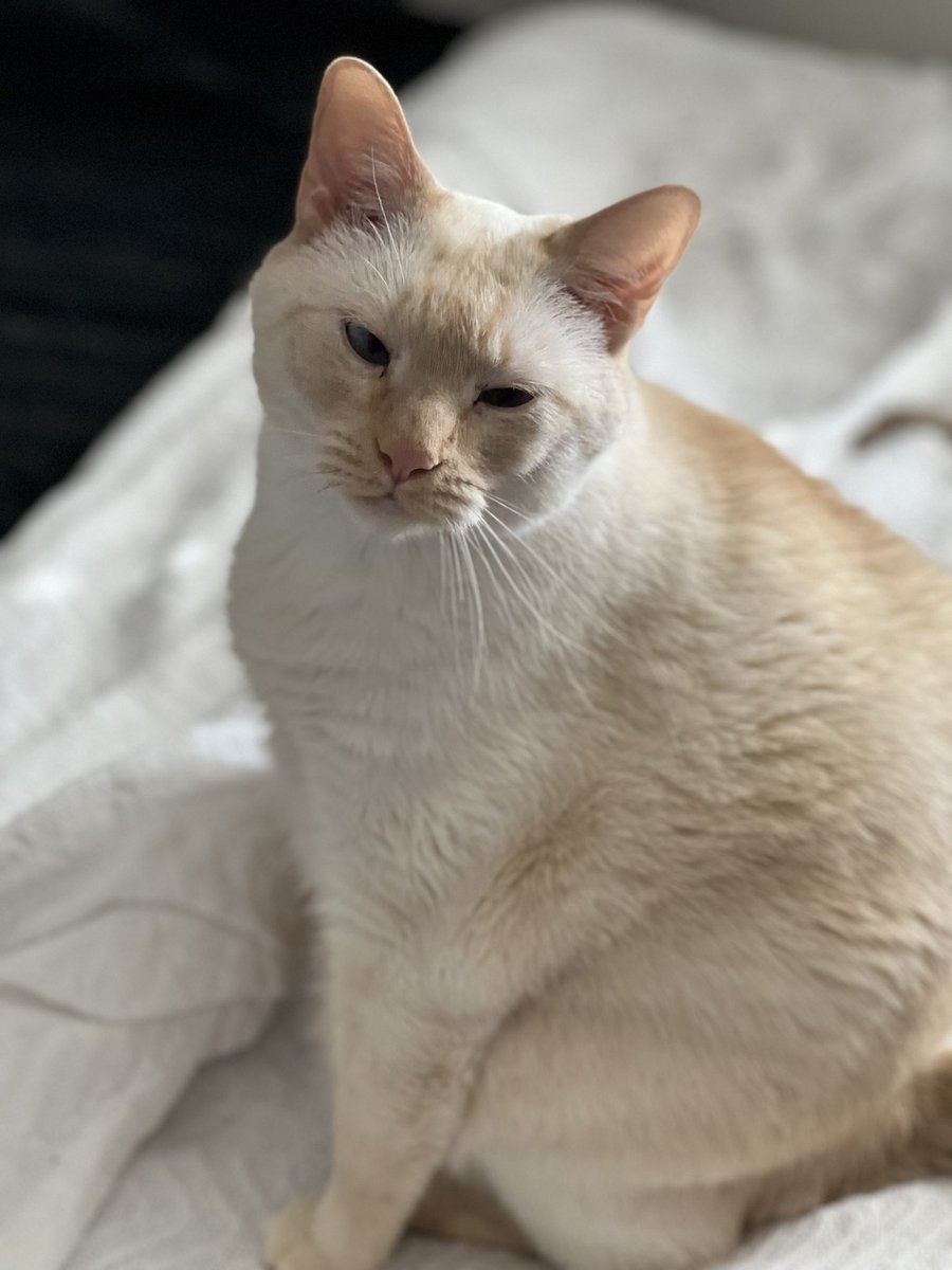 staceyo's tweet photo. @thechrisbarron Happy #Caturday from Olaf, who just woke up and needs a cup of coffee. Or a snack. https://t.co/vh2Irw3Ay2