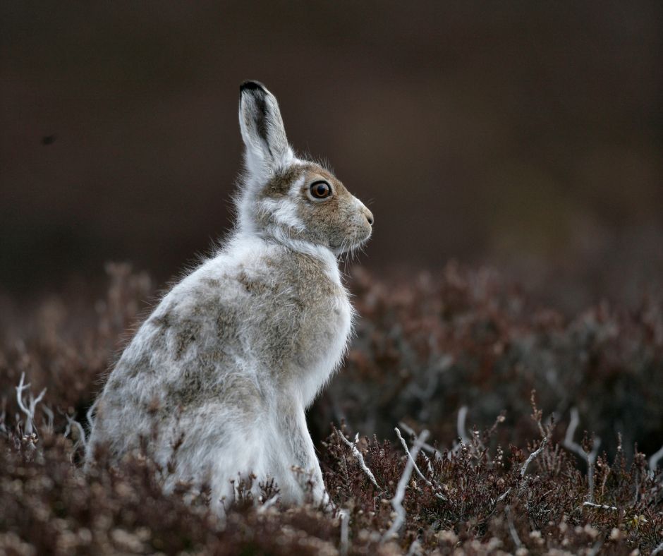 Mammal_Society's tweet photo. Did you know, depending on the time of year the mountain hare will camouflage by changing its coat colour ❄️!
Did you also know they're Near Threatened in Britain and need our help💔?
Take part in the Volunteer Mountain Hare Survey today 🐰
#hare #snowhare #mountainhare #hares https://t.co/x0YVZzqA55