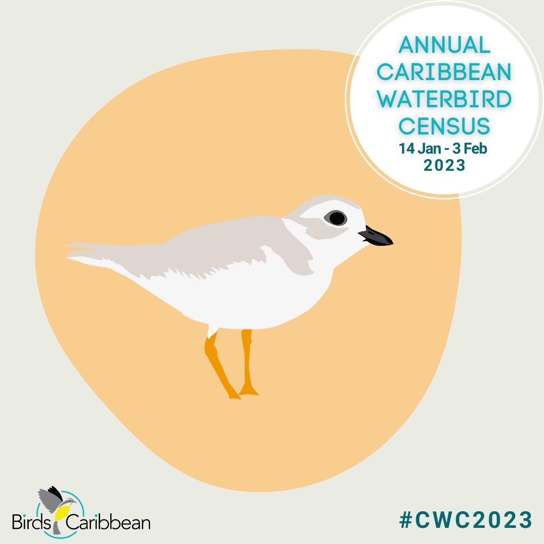 🎉The #CaribbeanWaterbirdCensus starts today! 🎉
And our featured bird is the small, round, sand-colored #PipingPlover. 
To learn more about this #shorebird & how to participate in the #CWC2023 ➡️ bit.ly/CWC-PipingPlov…

#WaterbirdsCount #beaches #wetlands #citizenscience