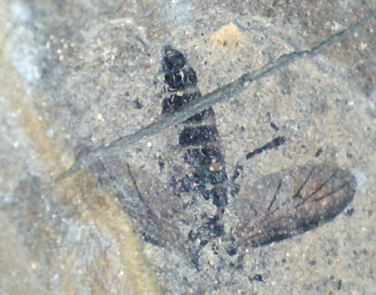 FossilBonanza's tweet photo. An ancient fly fossil from the Clarkia Fossil Beds in Idaho
#ClarkiaWeek #Paleontology https://t.co/FUZoFANMX5