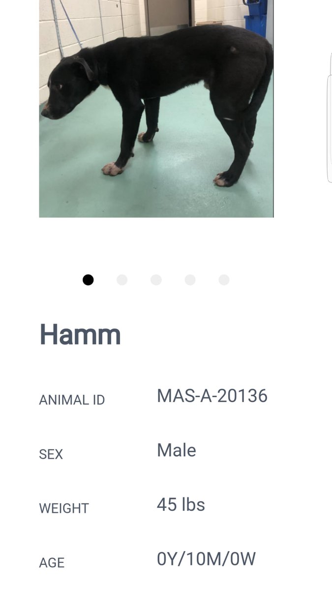 AugustoSus's tweet image. #USA #Memphis THIS DOG WILL BE #EUTHANIZED ON WEDNESDAY 1/18/22 IF HE/SHE DOES NOT RECEIVE A FOSTER, ADOPTER,  OR RESCUE COMMITMENT ON TUESDAY, 1/16/22, BY 12:00 PM¡🚩TRAUMA - SUGGESTIVE OF CHRONIC INJURIES FROM GUN SHOT WOUNDS
Memphis,TN 38133
(901) 636-1416 (ext. 2)