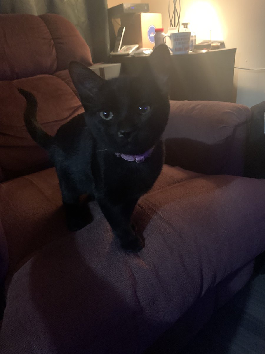 RsgSpirit's tweet image. The newest member of my family, I’d like you all to meet my beautiful baby girl Stella :)!