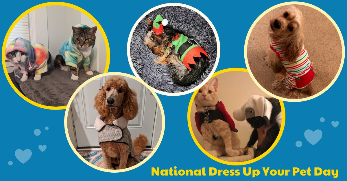 ChemImage's tweet photo. These ChemImage cuties are here to brighten your day on National Dress Up Your Pet Day! Thank you to our staff for sharing their fun fur baby photos! 🐶🐱 https://t.co/O1imPFY77K