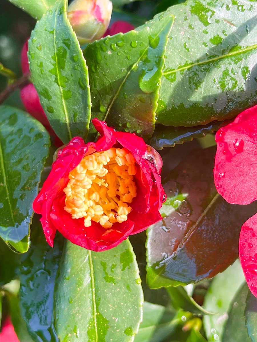 Golden hour showers 🌧️ ☀️ 🌺