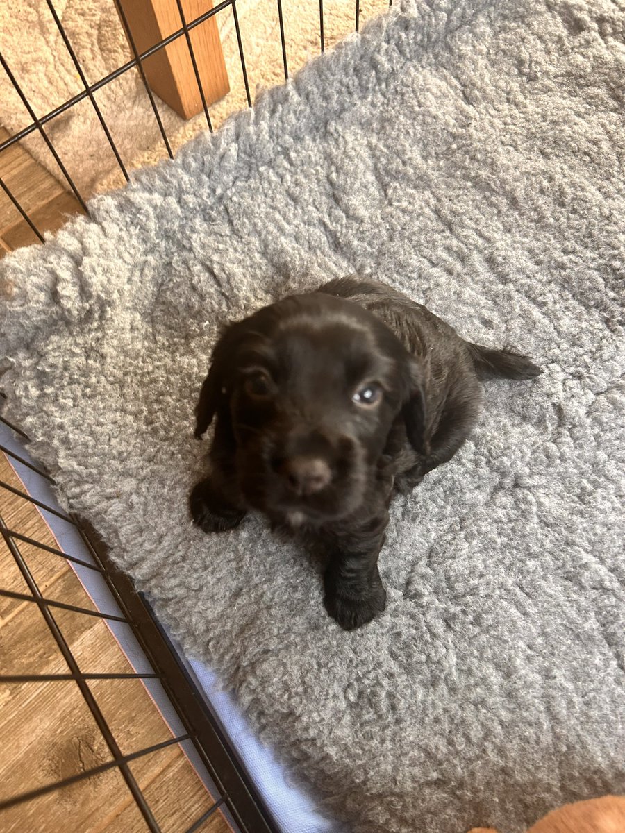 Karen Robinson🤍💛💙 tweet media