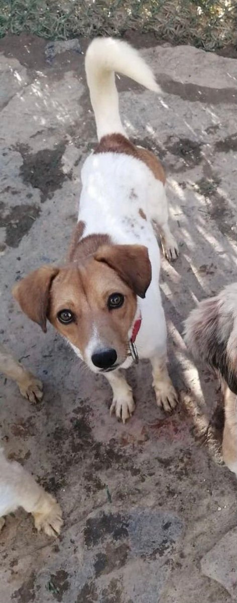 dan710ths's tweet photo. Imagine everyone who wants a dog rescuing one of these angels, or the millions like them. 

All of them deserve a loving family. 

The difference between that dream and reality might be just a #RT away. 

Let’s get these babies home 

☺️🙏🏼💚🐶💚

#AdoptDontShop #dogsarefamily https://t.co/VnUrWjiWDV