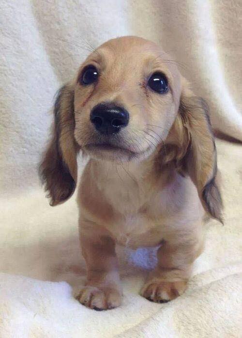 Dalbodog's tweet photo. Hi 🖐 I've been waiting all day but nobody even said hello to me... I'm so sad.. 🥺❤️‍🩹 https://t.co/obNq2FXyzH