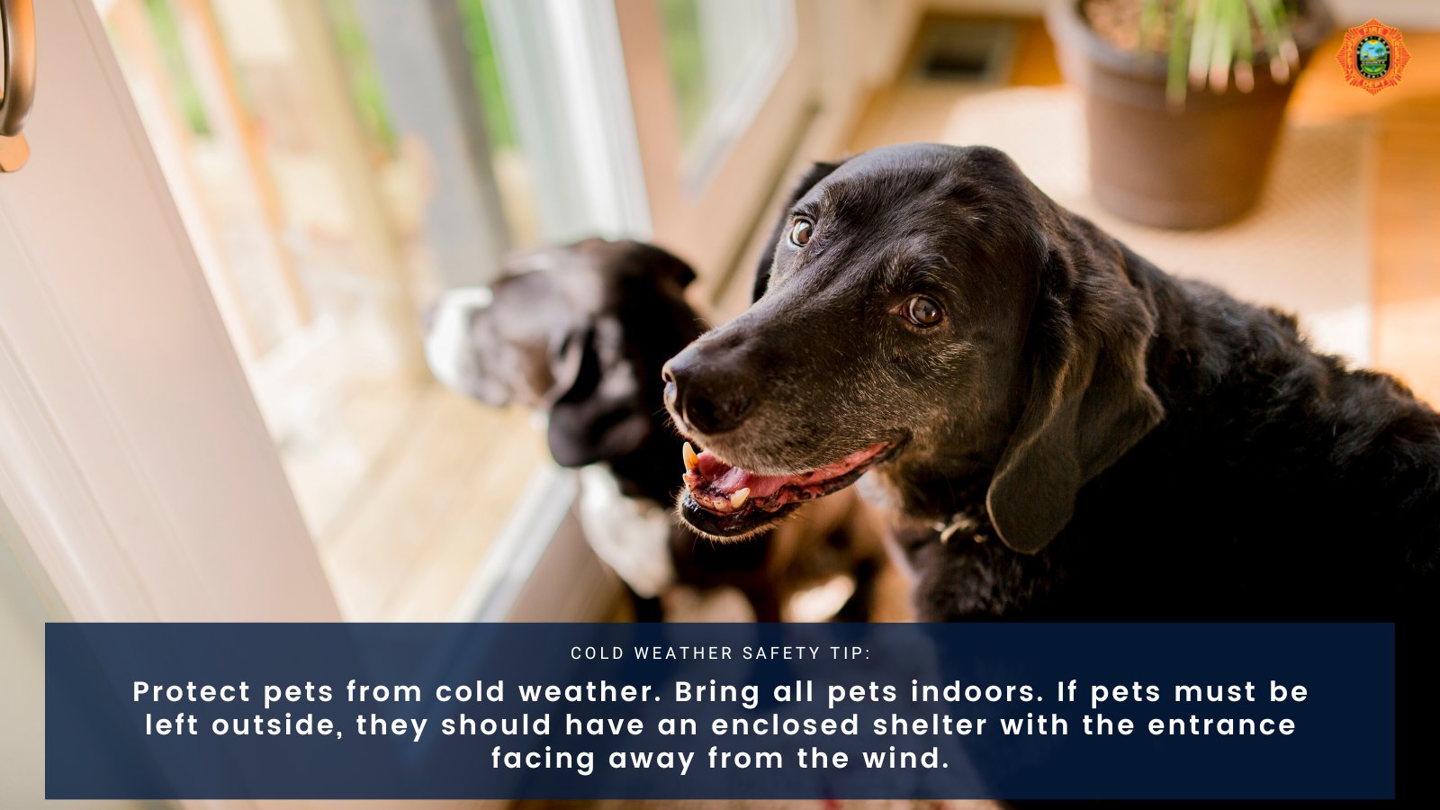 What Is The Symbolic Meaning Of A Dog