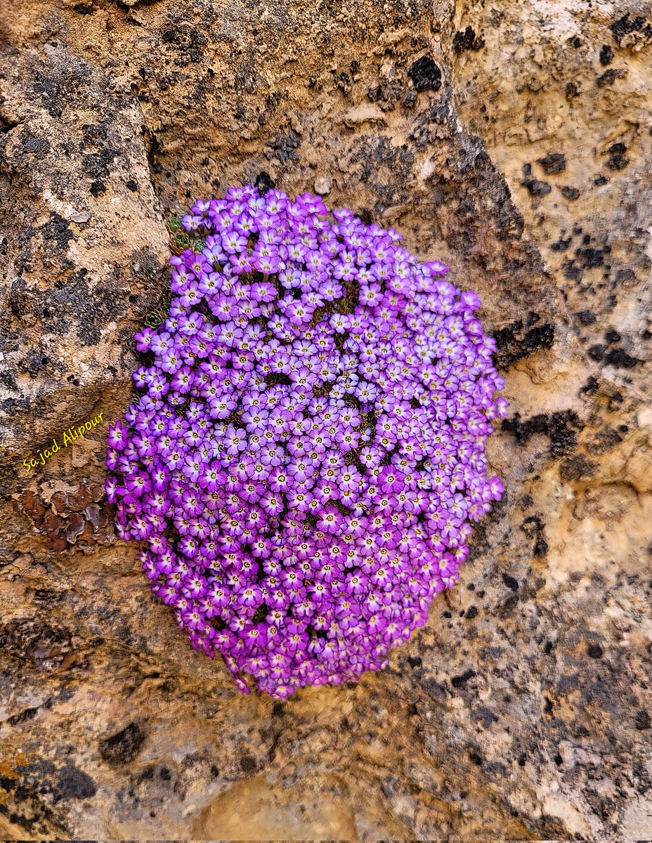 Dionysia bryoides Shiraz, IRAN March 2022 Altitude: 1850m This species only grows on wet and shady cliffs