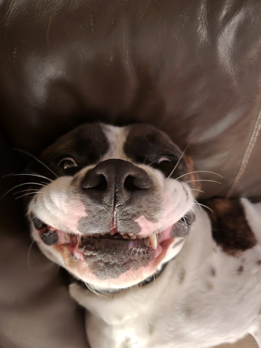RSSPIC's tweet photo. This is why you have to love dogs sometimes they have flappy faces and can't help but look happy to see you #doglife #DogsOnTwitter #boxita https://t.co/7xIMlizOAM