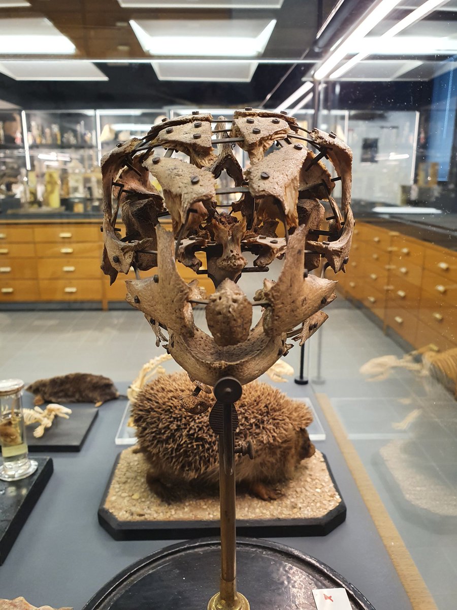 histoiredOs's tweet photo. Green turtle Beauchêne skull
Poke @AnatomicalCat 😉
#Beauchene #tramond
Personal picture. https://t.co/7VDhZwEMXj