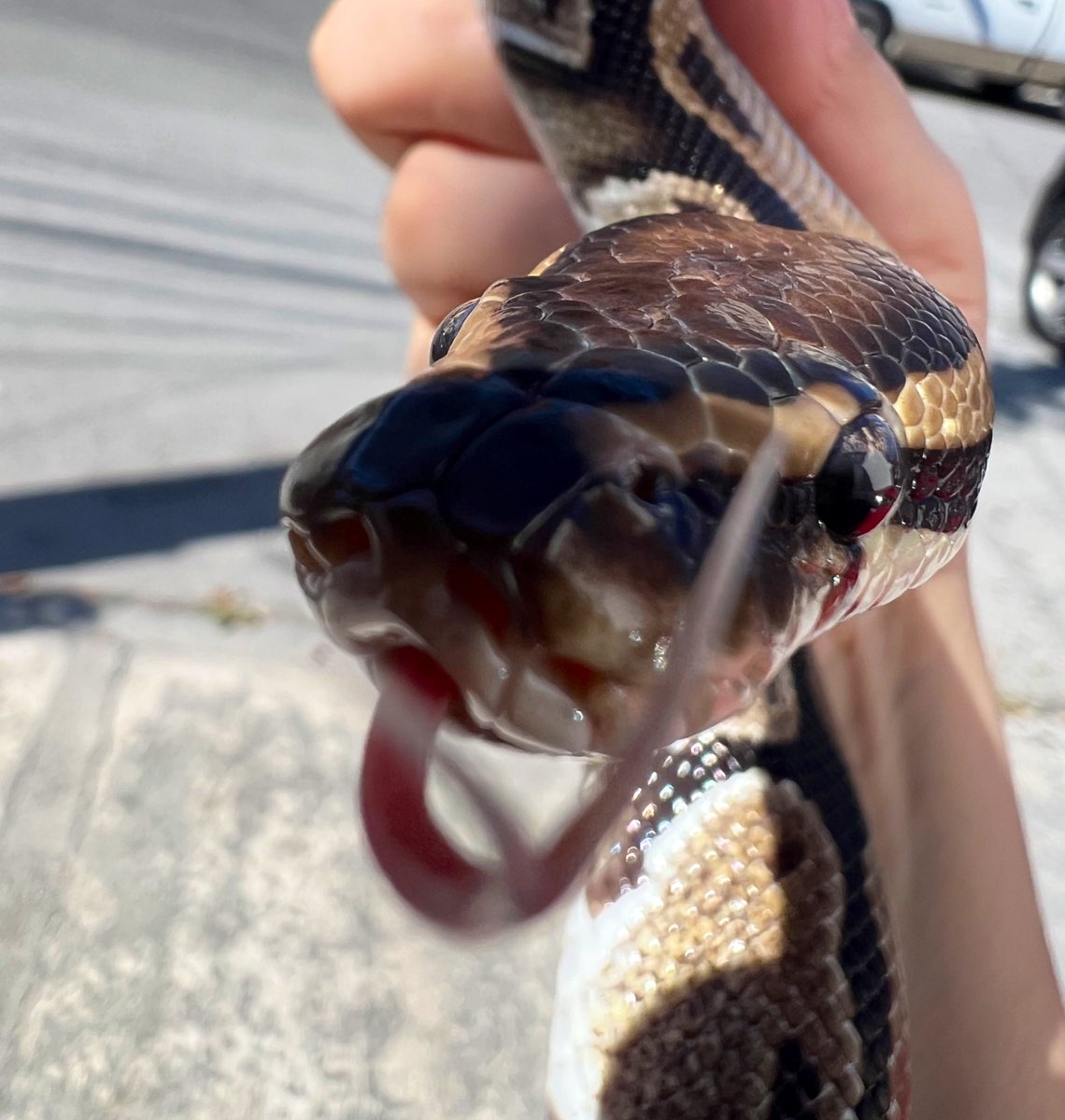 ✖️ Max Monroy tweet media