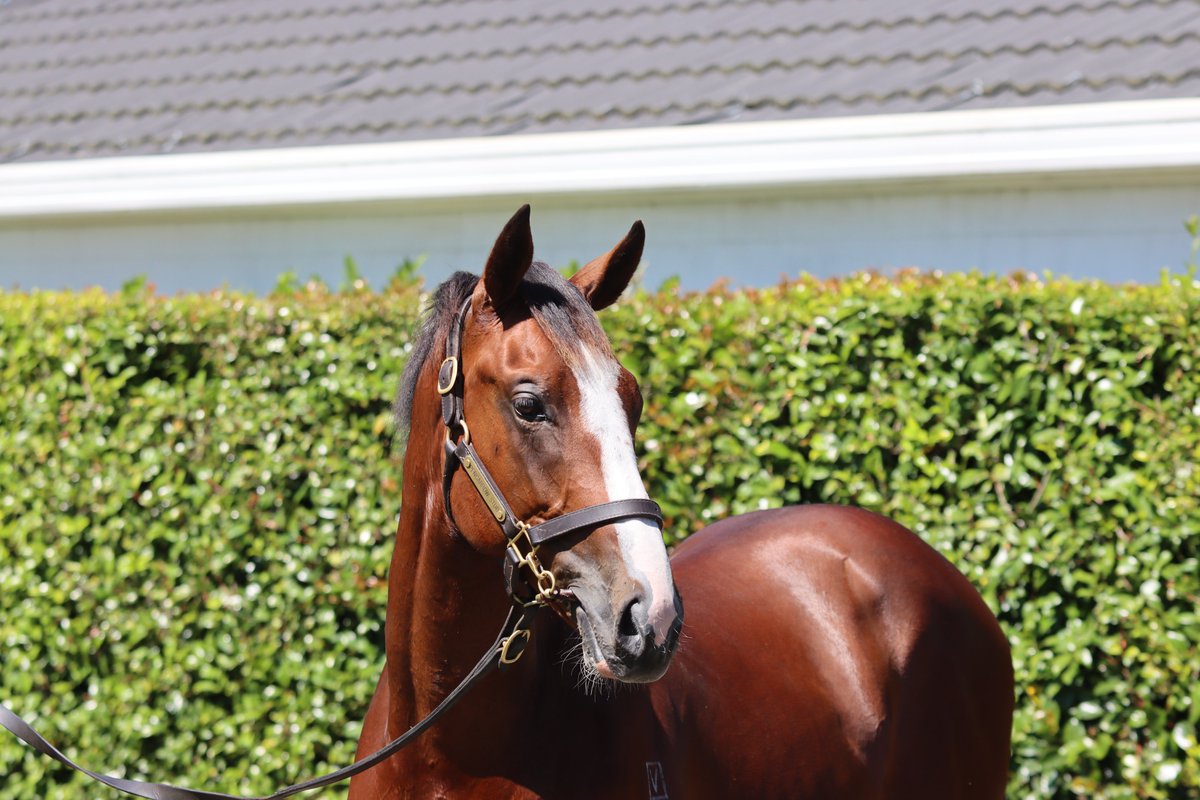PencarrowStud's tweet photo. #Pencarrow graduate #Dunkel (NZ) (Dundeel) claims his third victory from just four starts in the $150,000 Stud and Stable Staff Awards (2000m) yesterday at @FlemingtonVRC. He was purchased by Stephen Ramsay for $40,000 from our @KarakaChat Book 1 draft in 2021.💙 https://t.co/Y9nvZZ3rrk