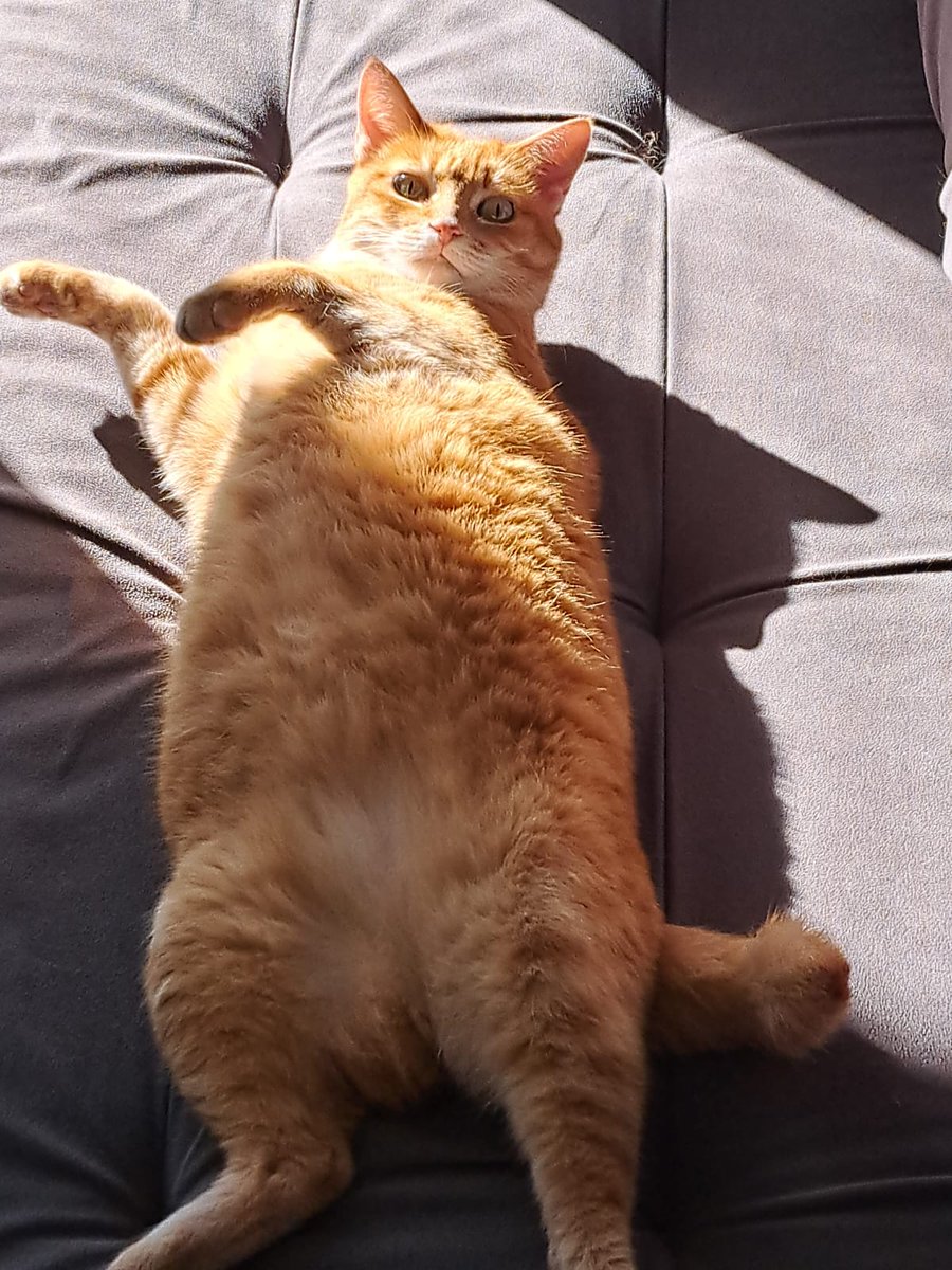 imibehi's tweet photo. @keitameolemme @TweetsOfCats https://t.co/x5ZCyAJLfm