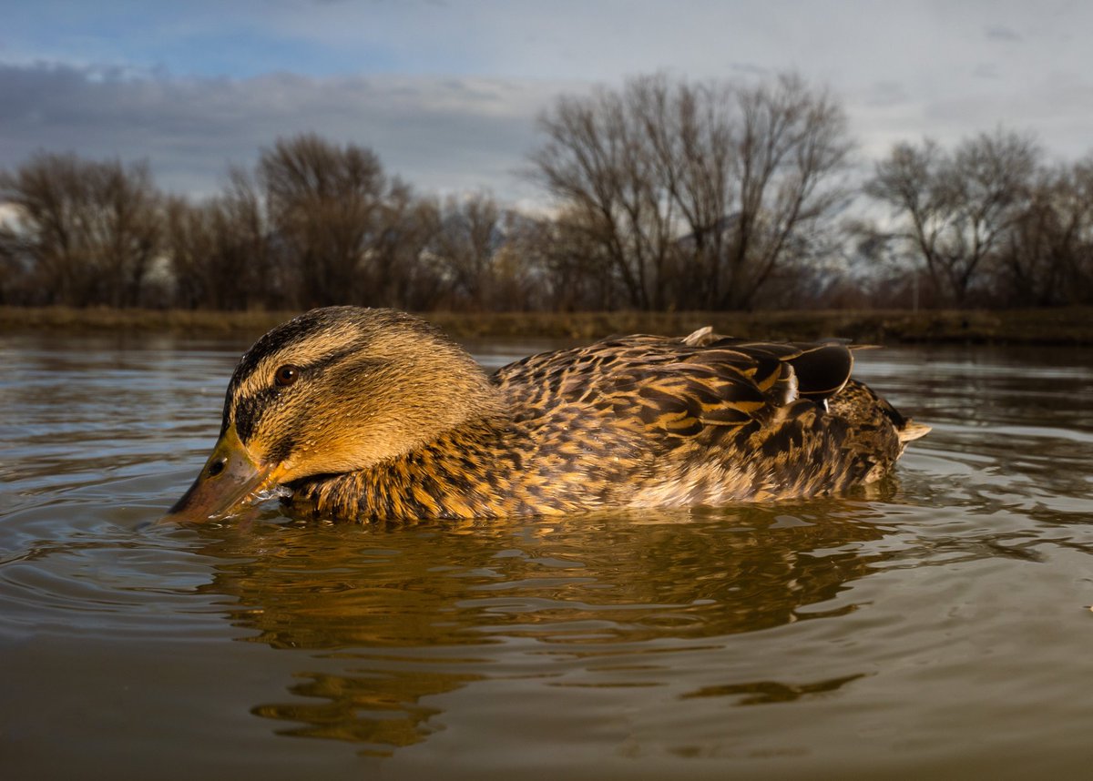 DuckFoodBot's tweet photo. here are the sweetest ducks, because of you

(retweet to send a treat https://t.co/bCx4zPeNUf) https://t.co/AB6zzy9Kq0