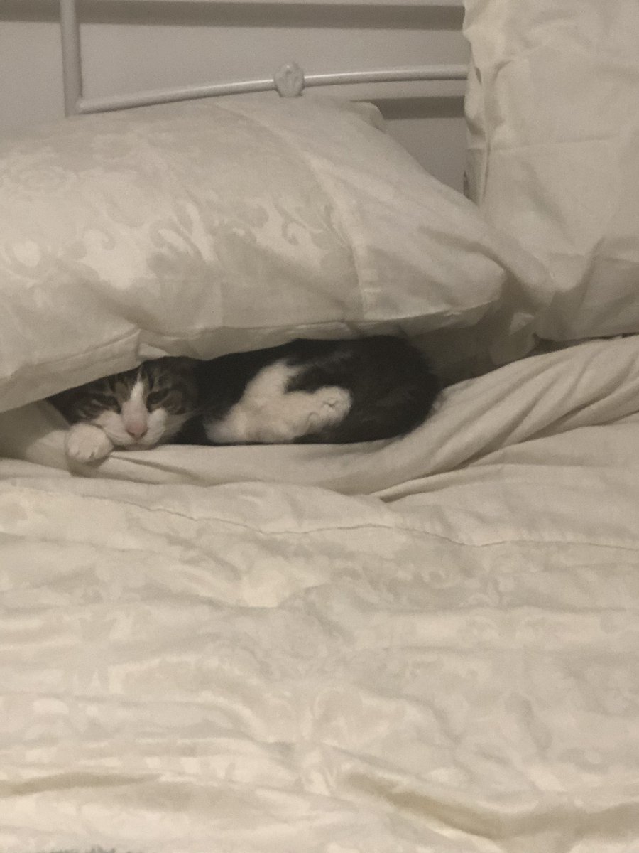 AndreaRenfrew's tweet photo. @thechrisbarron Happy Caterday to you, he’s hiding 😂 x https://t.co/GCzDSNwBTW
