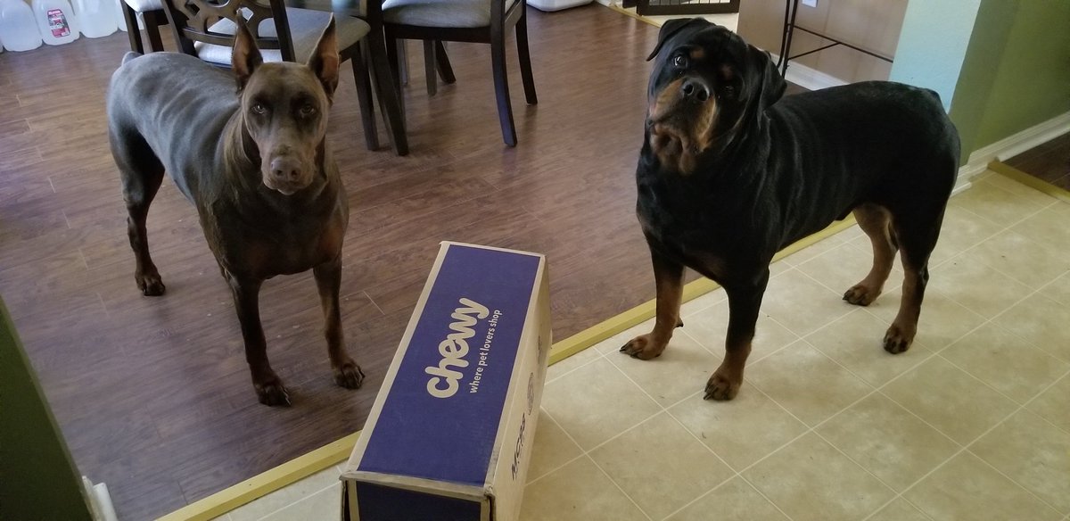 T_Gurrl11's tweet photo. "The peanut butter box is here!!!" 🎵🎶 "The peanut butter box is here!!!" 🎶🎵
@Chewy https://t.co/xegK79BRFp