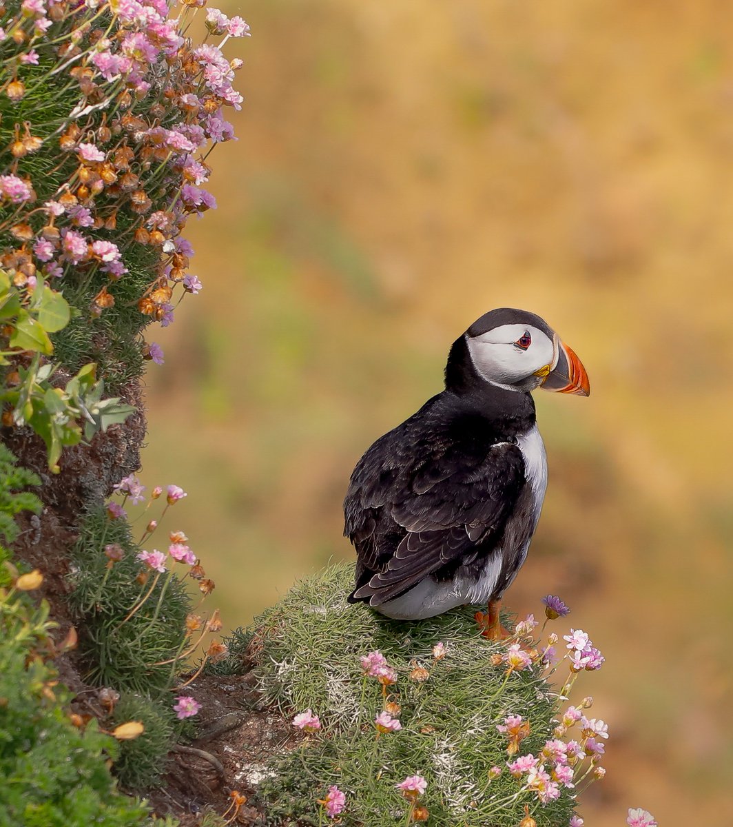 Puffington Post

Is it nearly May yet??

#puffin #salteeislands #wexford #ireland #NaturePhotography #wildlifephotography #birdphotography #birder