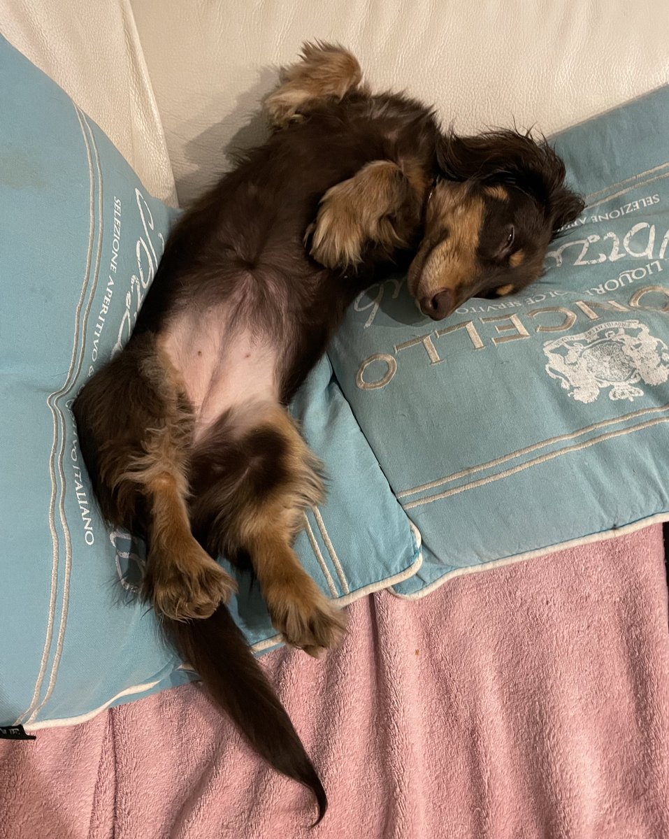 Aujourd’hui c’était la super forme ! Ma nhumaine elle dit qu’elle me retrouve enfin (je l’ai même mordu pendant le jeu 😝) !! Du coup je suis fatiguée de tout ces jeux 😅
Bonne nuit les copains 🥰