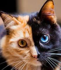 michaelscat2's tweet photo. Does anyone know what this condition is called?? https://t.co/h7XinAGBto
