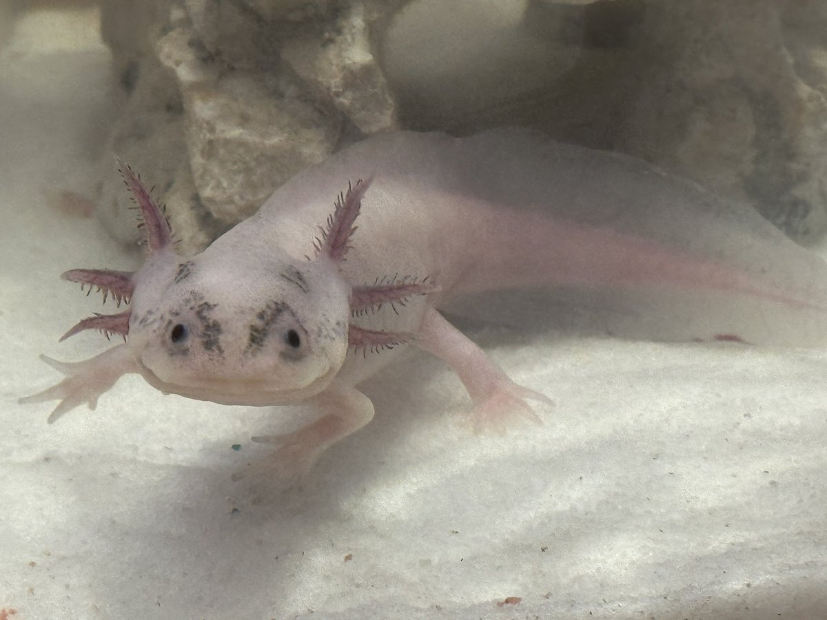 joyboy9504's tweet photo. My pet axolotl 
Name:khnum
Age:6 month old https://t.co/EC1pTpu6vI