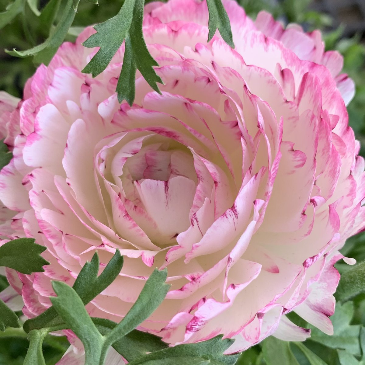 おはよう御座います(*´▽｀)ﾉﾉ 🌸🌸🌸花の便り🌸🌸🌸 最近のラナンキュラスは品種改良も進み、紙のように薄い花びらが幾重にも重なった咲き方や色数がとても魅力的です