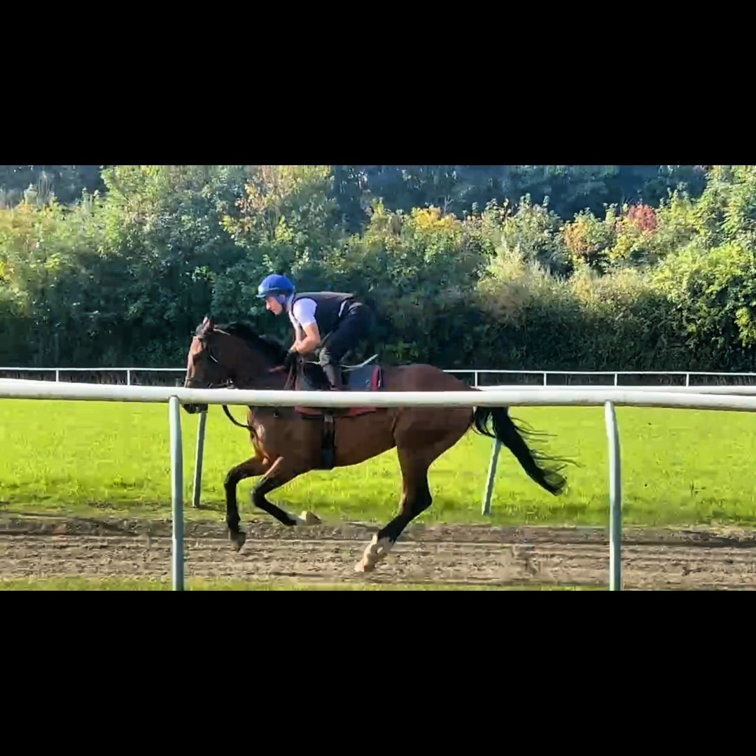 #Tbt 
Warren Hill Gallops Newmarket