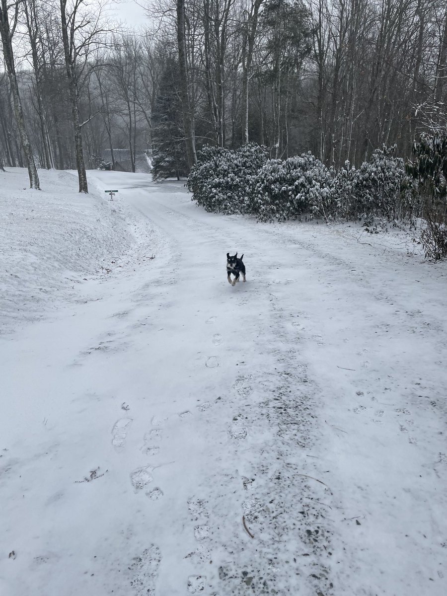 Caroline racing to get back indoors. #TooCold